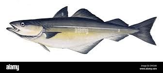 Image result for Pollachius pollachius