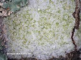 Attēlu rezultāti vaicājumam “Lecanora albella”