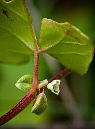 Attēlu rezultāti vaicājumam “Fallopia convolvulus leaf”