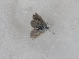 Attēlu rezultāti vaicājumam “Cupido minimus underside”