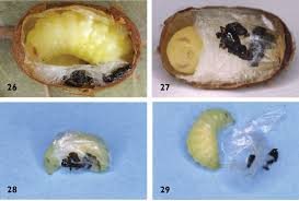 Attēlu rezultāti vaicājumam “Epirhoe tristata”
