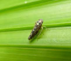 Attēlu rezultāti vaicājumam “Lamprotettix nitidulus”