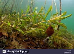 Attēlu rezultāti vaicājumam “Potamogeton lucens”