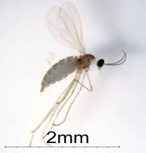 Attēlu rezultāti vaicājumam “Contarinia petioli”