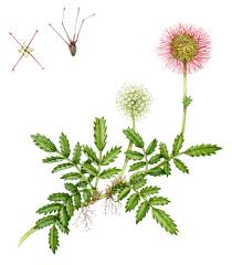 Attēlu rezultāti vaicājumam “Rosaceae”