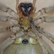 Attēlu rezultāti vaicājumam “Cheiracanthium sp.”