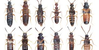 Billedresultat for rovbille