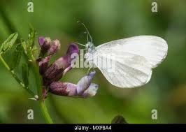 Attēlu rezultāti vaicājumam “Leptidea sinapis underside”