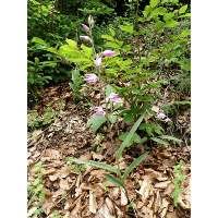 Attēlu rezultāti vaicājumam “Cephalanthera rubra leaf”