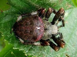 Attēlu rezultāti vaicājumam “Araneus angulatus”