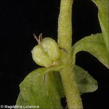 Attēlu rezultāti vaicājumam “Callitriche cophocarpa leaf”