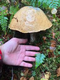 Attēlu rezultāti vaicājumam “Leccinum melaneum”