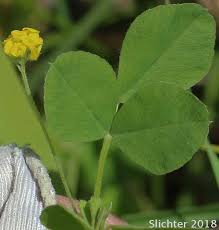 Attēlu rezultāti vaicājumam “Trifolium dubium”