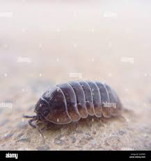 Attēlu rezultāti vaicājumam “Oniscoidea”