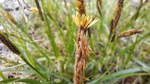 Attēlu rezultāti vaicājumam “Carex hirta female flower”