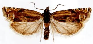 Attēlu rezultāti vaicājumam “Eucosma aspidiscana”