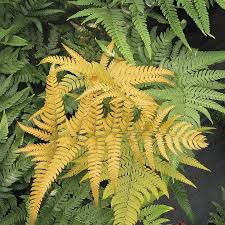 Attēlu rezultāti vaicājumam “Dryopteris”