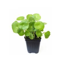 Attēlu rezultāti vaicājumam “Hydrocotyle vulgaris”