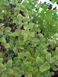 Image result for Origanum majorana