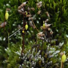 Attēlu rezultāti vaicājumam “Bryum neodamense”