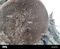 Attēlu rezultāti vaicājumam “Grynocharis oblonga”