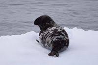 Image result for Cystophora cristata