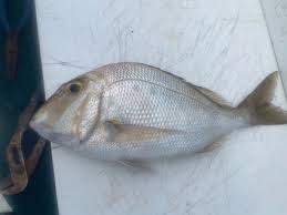 Image result for Calamus bajonado