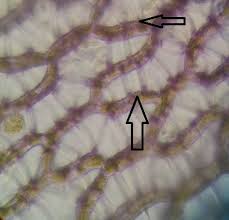 Attēlu rezultāti vaicājumam “Sphagnum papillosum”