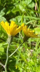 Attēlu rezultāti vaicājumam “Hieracium murorum flower”