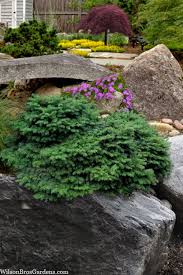 Attēlu rezultāti vaicājumam “Picea abies”