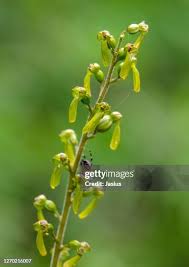 Attēlu rezultāti vaicājumam “Listera ovata flower”