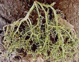 Attēlu rezultāti vaicājumam “Biatoropsis usnearum”