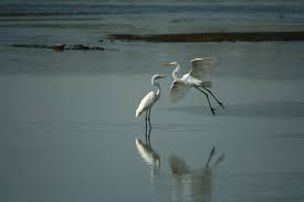 Attēlu rezultāti vaicājumam “Egretta alba”