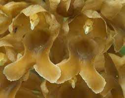 Attēlu rezultāti vaicājumam “Neottia nidus-avis fruit”