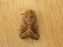 Attēlu rezultāti vaicājumam “Hydraecia micacea”