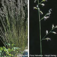 Attēlu rezultāti vaicājumam “Festuca altissima flower”