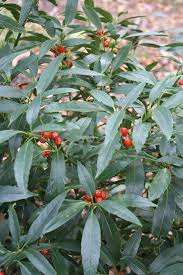 Attēlu rezultāti vaicājumam “Euura acutifoliae”