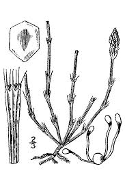 Attēlu rezultāti vaicājumam “Equisetum variegatum”