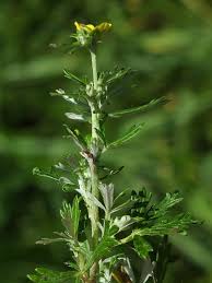 Attēlu rezultāti vaicājumam “Potentilla argentea”