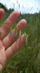 Attēlu rezultāti vaicājumam “Avena sativa”