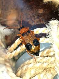 Attēlu rezultāti vaicājumam “Phyllobrotica quadrimaculata”