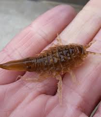 Attēlu rezultāti vaicājumam “Saduria entomon”