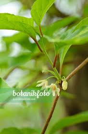 Attēlu rezultāti vaicājumam “Schisandra chinensis flower”
