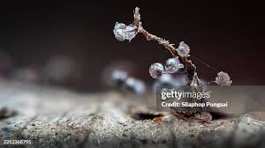 Attēlu rezultāti vaicājumam “Collaria arcyrionema spores”