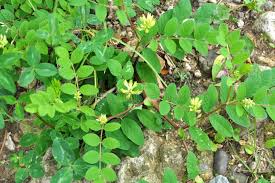 Attēlu rezultāti vaicājumam “Astragalus glycyphyllos leaf”