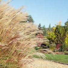 Image result for Miscanthus sinensis Zebrina