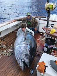 Image result for giant tuna