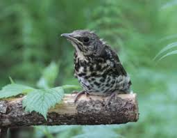 Attēlu rezultāti vaicājumam “Turdus pilaris juvenile”