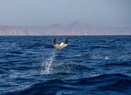 Image result for Mobula munkiana