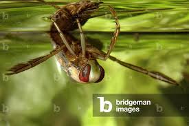 Attēlu rezultāti vaicājumam “Notonecta glauca”